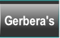 Gerbera's.