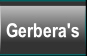 Gerbera's.