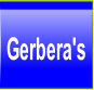 Gerbera's.
